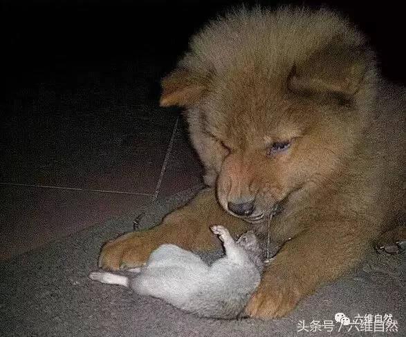 狗拿耗子真的是多管闲事吗?