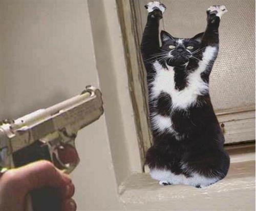 一天到晚举手「投降」萌翻粉丝