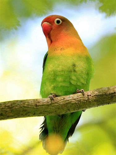 棕头牡丹鹦鹉