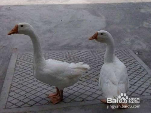 鹅公母怎么区分?