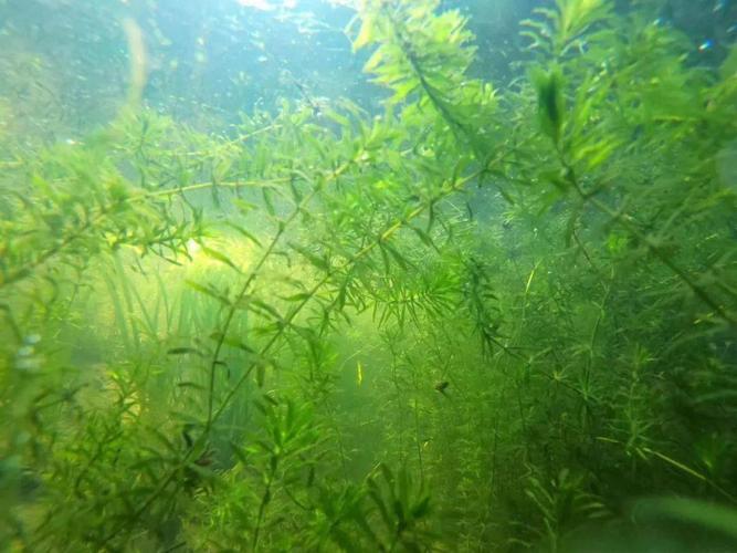 湖内的各种沉水植物