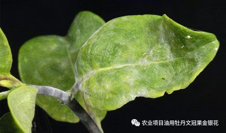 金银花常见病害白粉病的防治措施