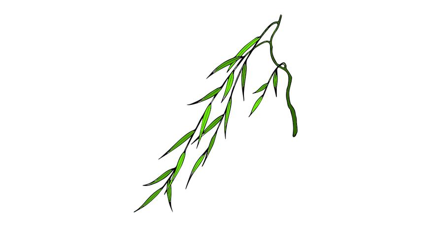 柳枝怎么画