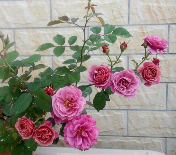 这些月季花,大家都知道是什么品种么?