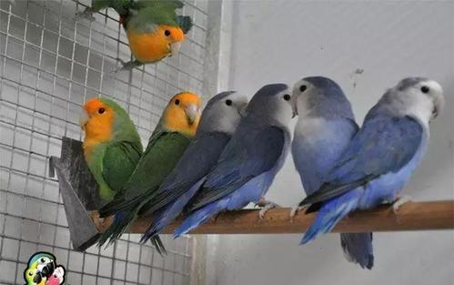 面类牡丹鹦鹉18种基础基因介绍