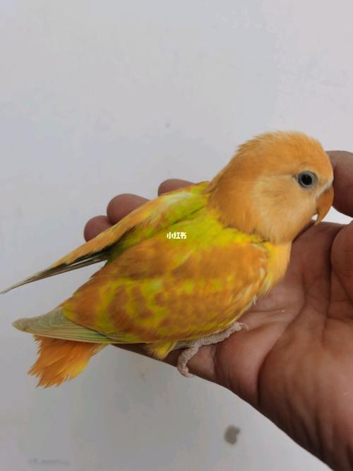 特色牡丹,赏颜_牡丹_鹦鹉_满堂红怎么样_手养牡丹鹦鹉