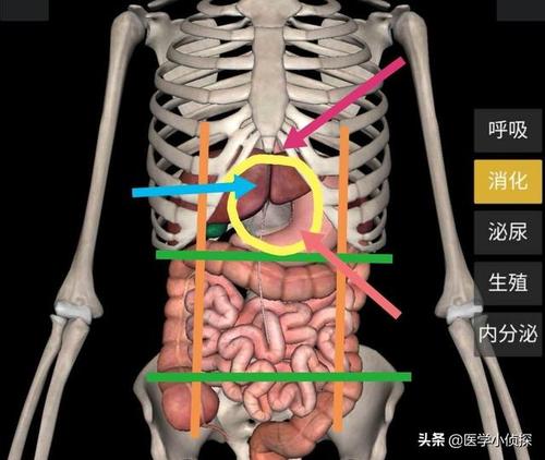 心窝正中痛是怎么回事?