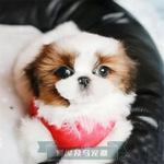 宠物狗西施犬 纯种韩国西施犬幼犬小体活体西施幼犬宠物狗狗出售