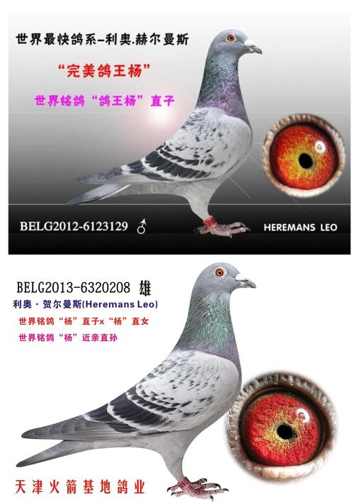 天津火箭基地鸽业 - 中信网铭鸽展厅 www.ag188.com