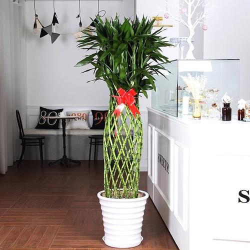 富贵竹笼盆栽绿植开运竹花卉盆景办公室植物好养吸