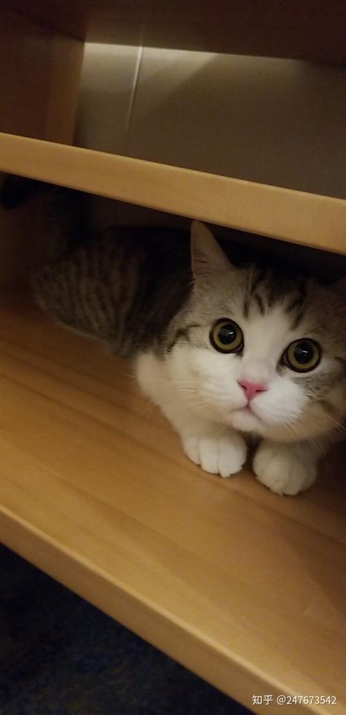 什么样的猫才叫做起司猫?
