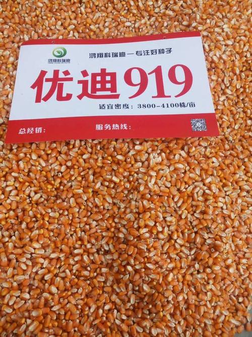 玉米新品种优迪919精美照片集锦!