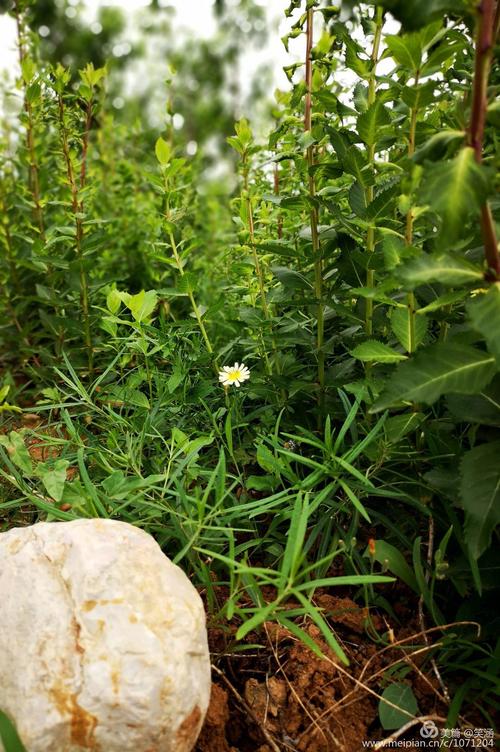 苦菜花开遍地黄
