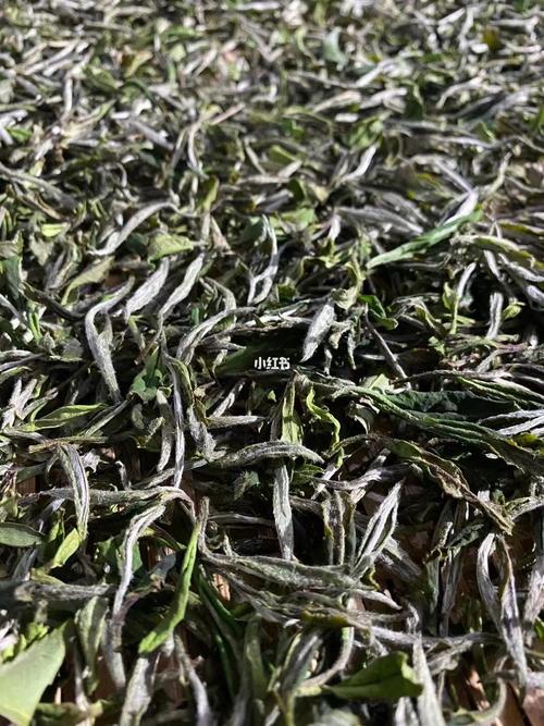2021春茶_泡一壶好茶_美食_美食展示