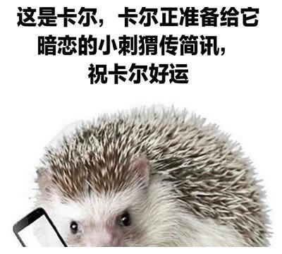 表情包:刺猬卡尔表情包大全