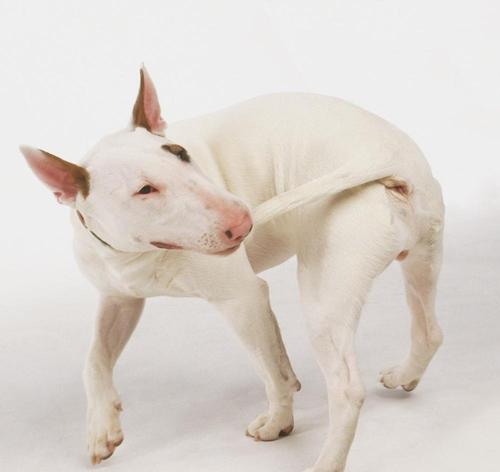 原创世界十大恶犬的介绍下篇
