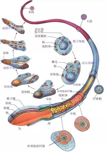 林子大了什么精子都有五花八门的畸形精子了解一下