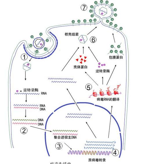 hiv为例的逆转录过程