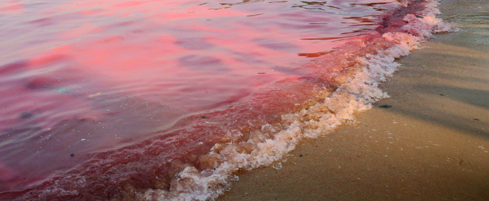 赤潮是怎么形成的?