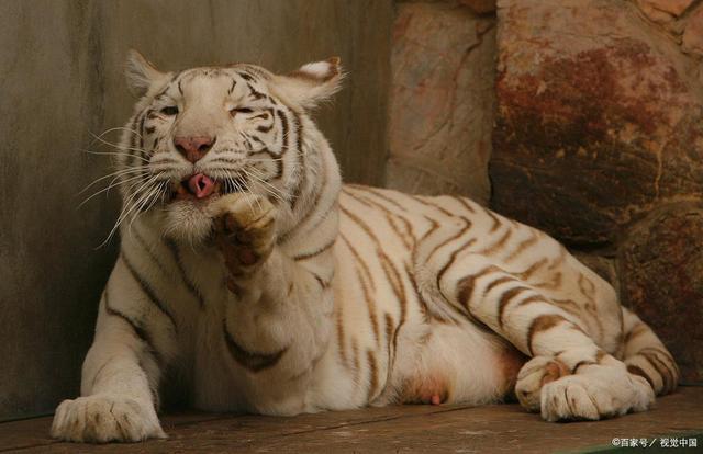 呆萌的可爱老虎