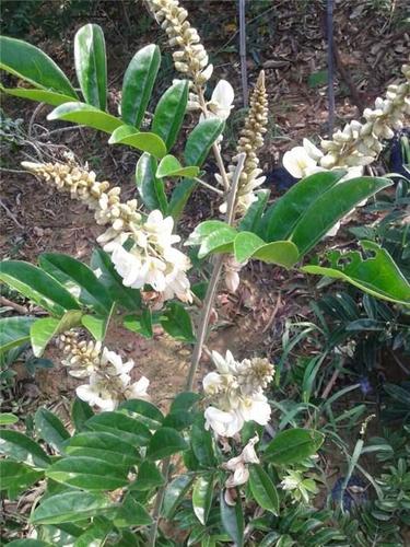 牛大力有种植价值吗?如何种植操作呢?