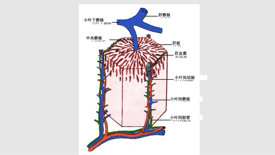 肝的血液循环ppt课件