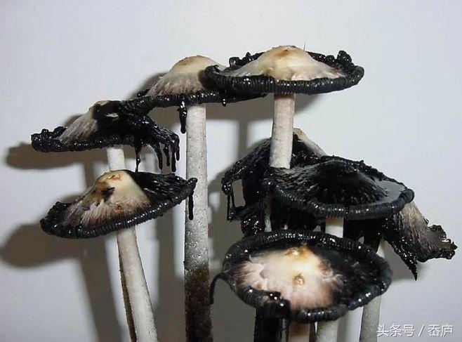 你知道世界上最黑的蘑菇,长什么样?听说还会滴落墨汁.
