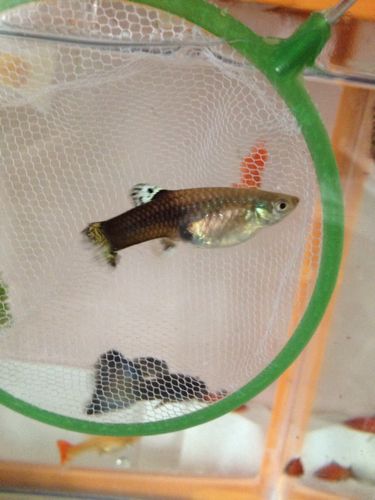 家里养的孔雀鱼,不太确定是不是怀孕了,到底是不是啊?