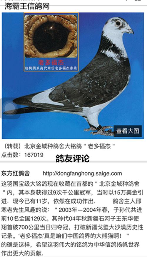 "老多福杰""鸽友评论