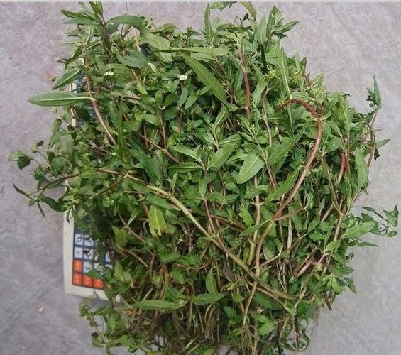 它只是妇科病的克星 是治疗肾炎的农村常见野草!