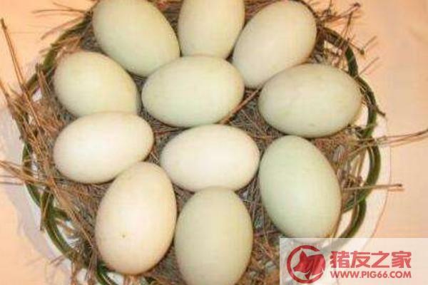 孔雀蛋怎么孵化 孔雀蛋要孵化多少天