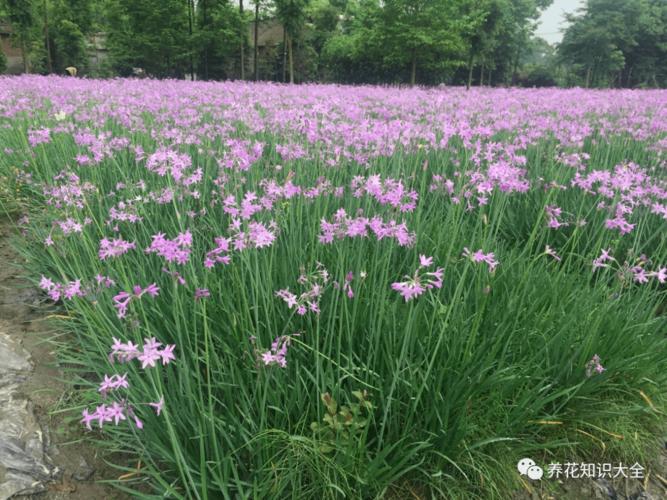 紫娇花有病虫害该怎么办呢?