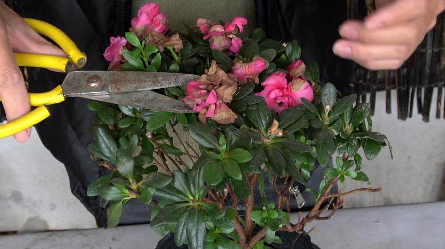 杜鹃花如何养护