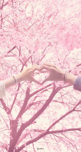 爱情 甜美 粉色 高清壁纸 锁屏壁纸 iphone 樱花 梦幻 可爱