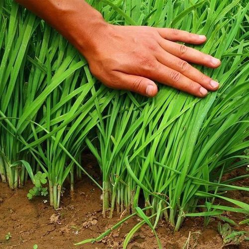 唱多狗居心叵测,帮着庄稼割韭菜