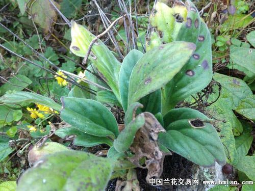 各位兰友请看胆囊炎偏方药