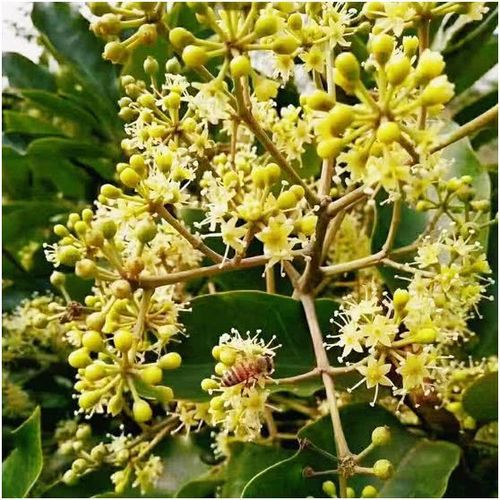 小编自家深山里的鸭脚木蜂蜜