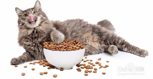 适合猫咪吃的食物