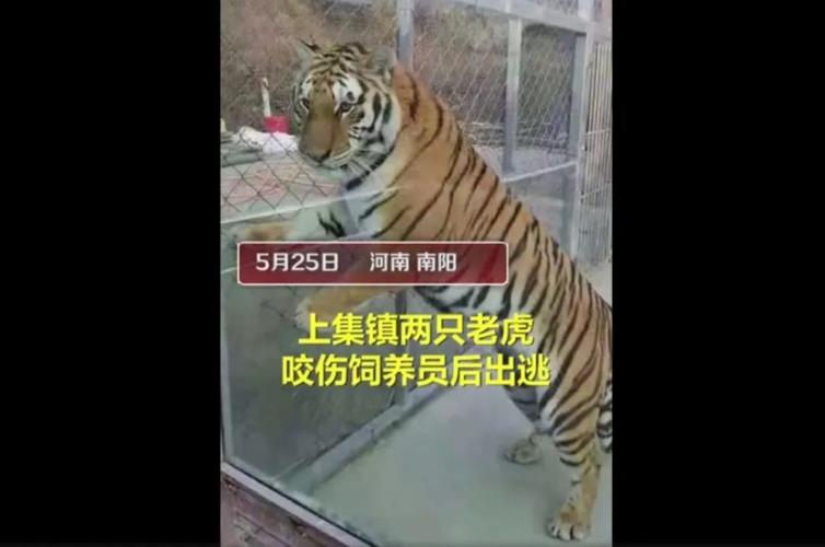 今天之内,全员核酸检测!老虎外逃,官方回应击毙原因;!