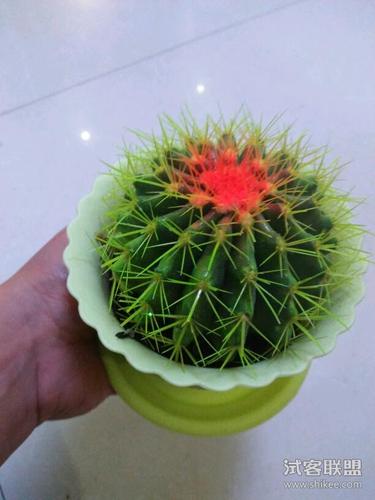 很喜欢这个仙人球,包装安全,没有损坏,仙人球很新鲜完整,颜色漂亮,还