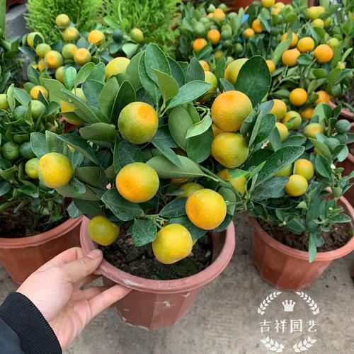 金桔盆栽室内外四季观赏小好四季桔