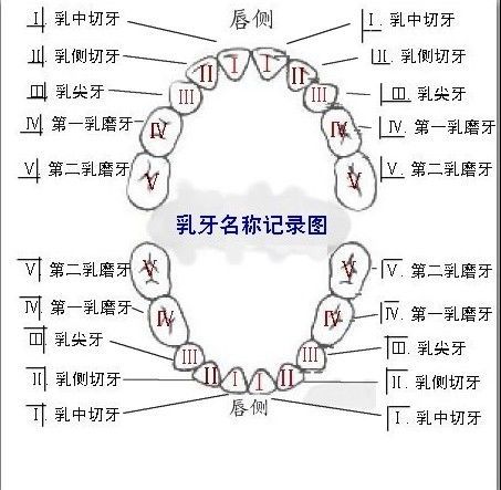 【牙齿分类及牙位记录】(图片)