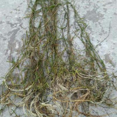 批发黄丝草 微齿眼子菜 篦齿眼子菜 小叶眼子菜 等水生植物