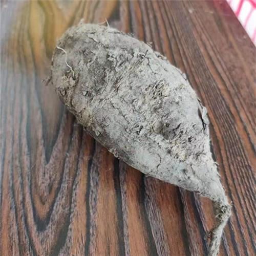 野生入地老鼠农家自采钻地老鼠新鲜汤料紫茉莉根中药材500克包邮