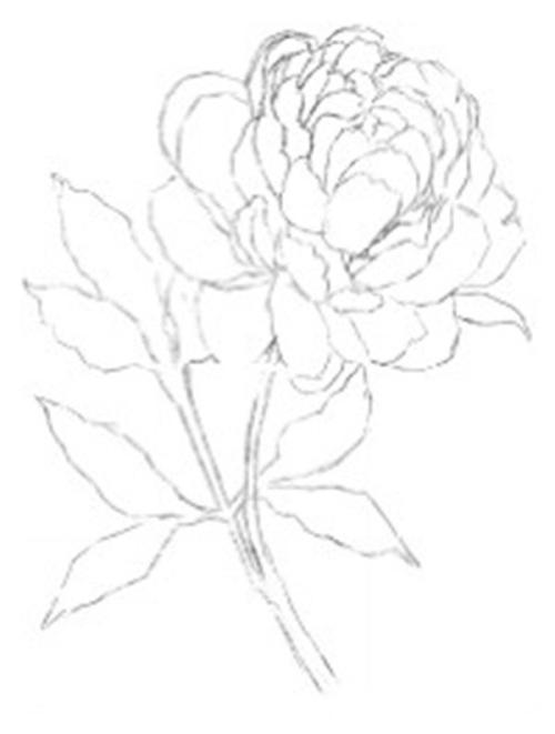 牡丹彩铅简笔画步骤