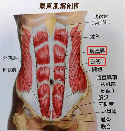 腹直肌解剖图