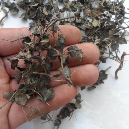 绣花针 中药材虎刺 伏牛花寿星草老鼠刺黄脚鸡