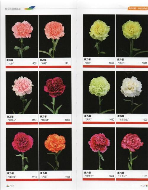 单头康乃馨鲜切花品种