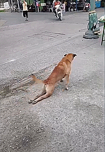 瘸腿土狗路上辛苦爬行,正想施舍它点吃的,不料是只