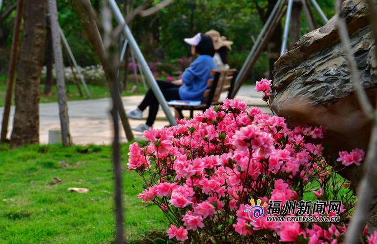 福州杜鹃花似锦 万紫千红踏春来